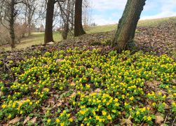 Winterlinge  Gelbe Pracht In Jena 2024 26
